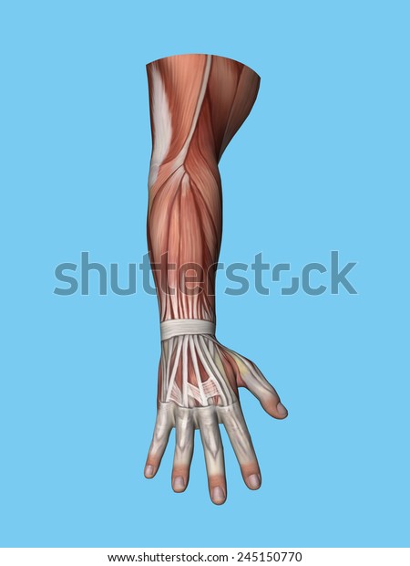 Anatomy posterior view of hand and arm of a man\
including extensor digitorum muscle, extensor and flexor carpi\
ulnaris muscle, extensor retinaculum and bipennate intrinsic\
muscles of the\
hand.