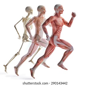 anatomy of a runner