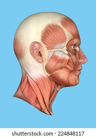 Anatomy side view of major face muscles of a man including occipitofrontalis, temporalis, masseter, orbicularis, zygomaticus, buccinator and cranial aponeurosis. 
