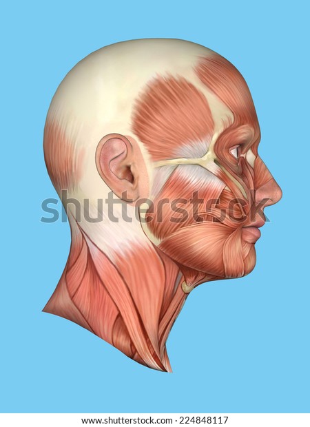 Anatomy side view of\
major face muscles of a man including occipitofrontalis,\
temporalis, masseter, orbicularis, zygomaticus, buccinator and\
cranial aponeurosis.\
