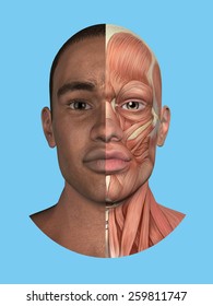 Anatomy split front view of face and major facial muscles of a man including occipitofrontalis, procerus, masseter, orbicularis, zygomaticus, buccinator and cranial aponeurosis. 