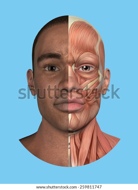 Anatomy\
split front view of face and major facial muscles of a man\
including occipitofrontalis, procerus, masseter, orbicularis,\
zygomaticus, buccinator and cranial aponeurosis.\
