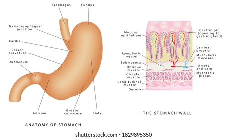 Anatomy Of Stomach. Stomach Anatomy Of The Human Internal Digestive Organ. Stomach Wall On White Background. Structure And Function Of Stomach Anatomy System