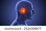 Anatomy and structure of ear discomfort 3d illustration