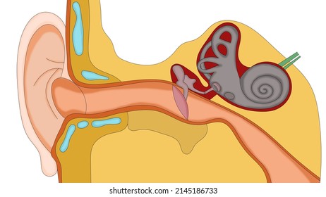 auditory nerve