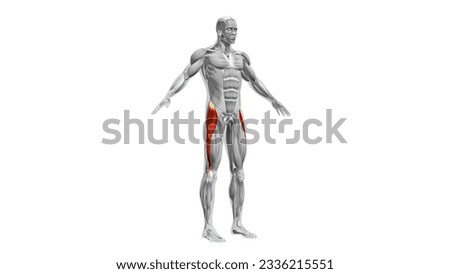 Anatomy of the Tensor Fasciae Latae Muscles 3D illustration Zdjęcia stock © 
