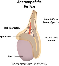 Anatomy Of The Testicle