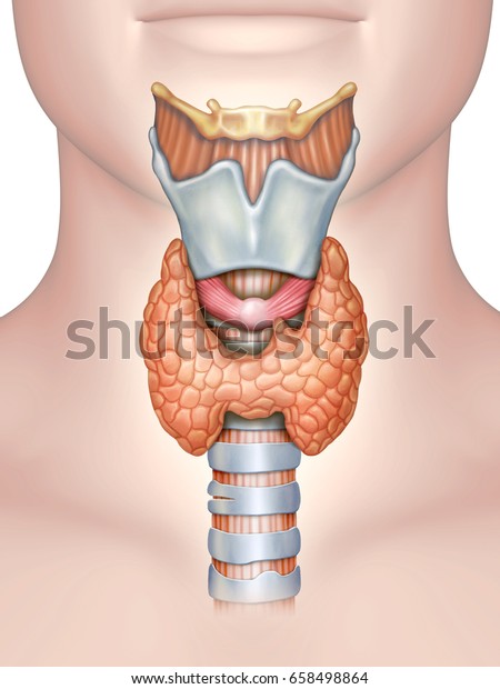 甲状腺の解剖学 デジタルイラスト のイラスト素材