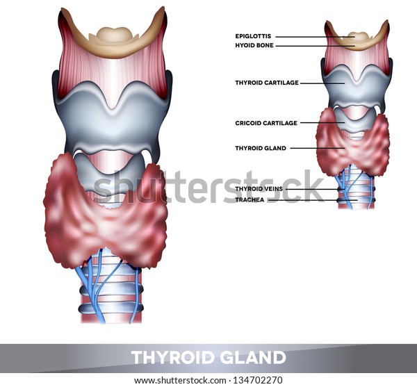 Anatomy Thyroid Gland Epiglottis Trachea Beautiful Stock Illustration ...