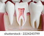 anatomy of a tooth with complete dentition -- 3D Rendering