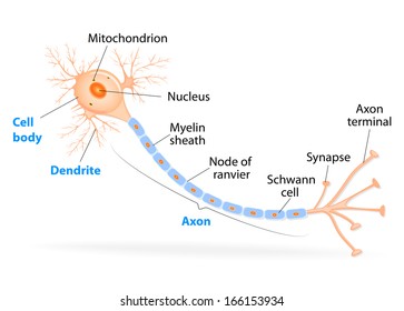 Anatomy of a typical human neuron. axon, synapse, dendrite, mitochondrion,  myelin  sheath, node Ranvier and Schwann cell. diagram