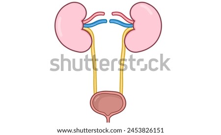 Anatomy of urinary system, kidney, bladder, Urology