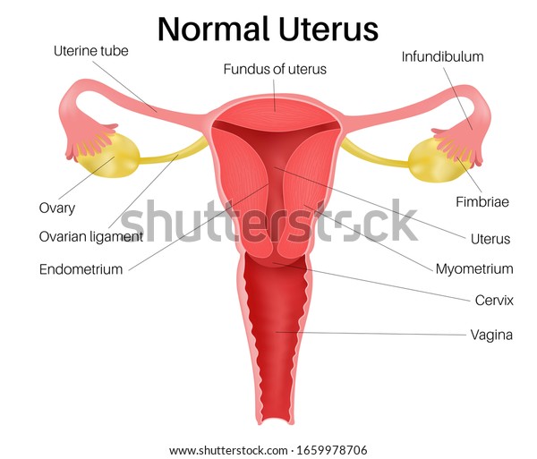 子宮と卵巣の解剖学 のイラスト素材
