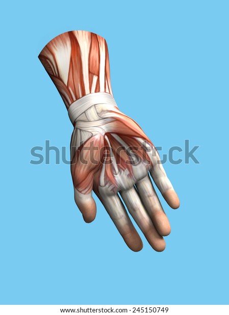 Anatomy view of hand and wrist of a man\
including abductor pollicis brevis,flexor and abductor digiti\
minimi, extensor retinaculum, hypothenar muscle, flexor carpi\
radialis and lumbrical\
muscles.