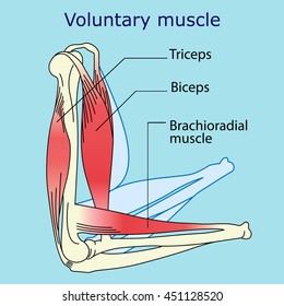 Voluntary Muscles Of The Body Diagram