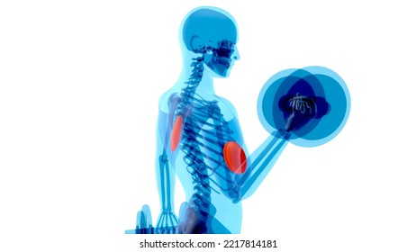 Anatomy Of A X-ray Man Doing Biceps Curls