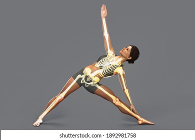 Anatomy of yoga, female in Triangle yoga position, or Trikonasana with highlighted skeleton. 3D illustration showing skeletal activity in this yoga posture