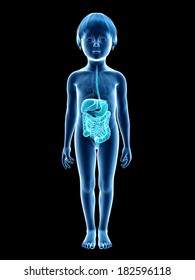 Anatomy Of A Young Child - Digestive System