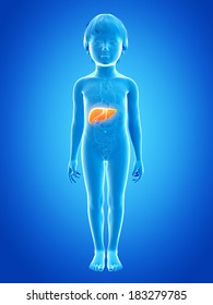 Anatomy Of A Young Child - Liver