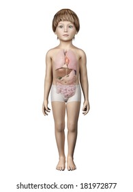anatomy of a young child - organs