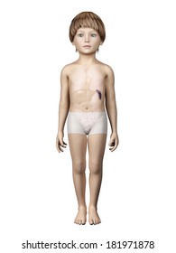 anatomy of a young child - spleen