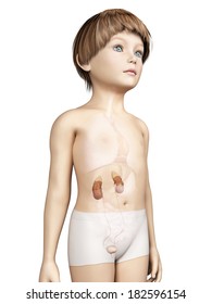 Anatomy Of A Young Child - Urinary System