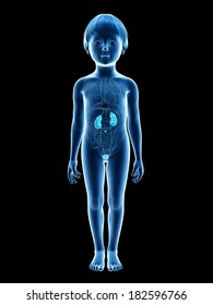 Anatomy Of A Young Child - Urinary System