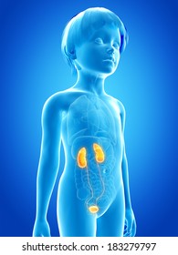 Anatomy Of A Young Child - Urinary System