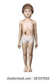 Anatomy Of A Young Child - Urinary Sytem