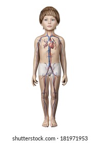 Child Anatomy Images, Stock Photos & Vectors | Shutterstock