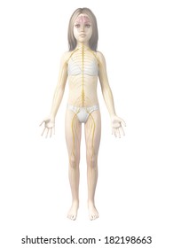 Female Child Anatomy High Res Stock Images Shutterstock