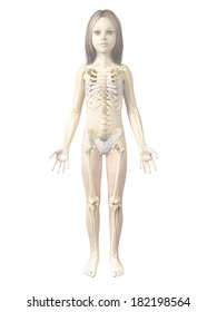 anatomy of a young girl - skeleton