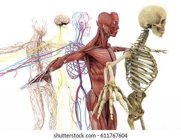 anatomy;3d illustration