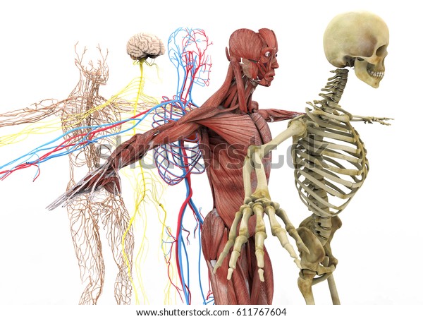 Anatomy3d Illustration のイラスト素材