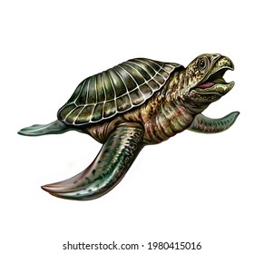 Archelon Turtle Images Stock Photos Vectors Shutterstock Archelon Turtle Images Stock Photos Vectors Shutterstock