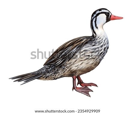 Andean duck, Merganetta armata, waterfowl, animals of South America, realistic drawing, color illustration, isolated image on a white background Imagine de stoc © 