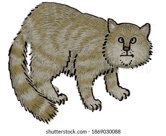 Andean Mountain Wildcat Cat Breed Illustration