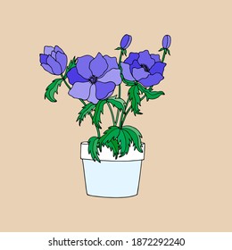 Anemone Hellebore Flowers Or Christmas Rose In A Pot. Hand Drawing. 