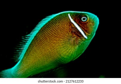 Anemone With White Stripe From Sulu Sea