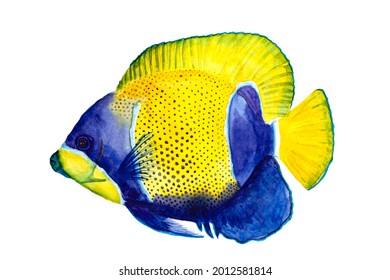 Angel Of Navarre Neon Tropical Aquarium Fish Watercolor Drawing On White Background. Book Illustration Or Postcard. Angelfish Image For Print Or Sticker