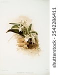 Angraecum humblotii from Reichenbachia Orchids (1888-1894) illustrated by Frederick Sander (1847-1920). 