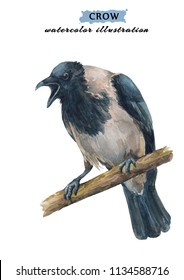 Angry, crying crow sitting on the branch. Watercolor hand drawn illustration isolated on white background.