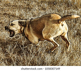 Angry Dog With Threatening Teeth And Barking.
Aggressive Dog Labrador Outdoors. Illustration In Engraving Style. Concept Of Aggression, Threat And Danger. 