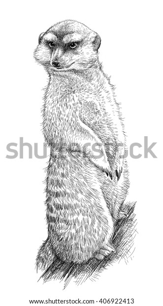 angry mongoose drawing