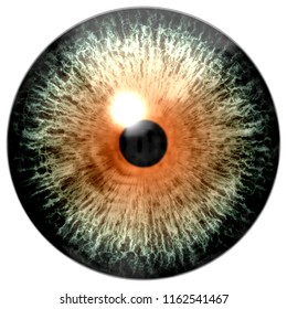 Predator Wildlife Eyeball Wolf Eye Animal Stock Illustration 1303798237