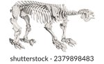 Animal Anatomy Prehistoric Beast Ground Sloth Skeleton Scientific Illustration Fauna And Flora Anatomic 