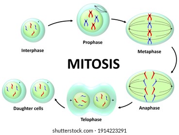 Animal Cell Mitosis Illustration With Chromosomes