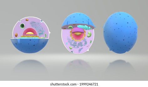 Animal Cell Model. 3d Illustration . Realistic Animal Cell Model . 