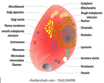 Cell Vesicle High Res Stock Images Shutterstock