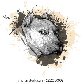 Animal collection: Dog. Portrait of a Pitbull. Closeup on a white background, with elements of squirt and drip paint.